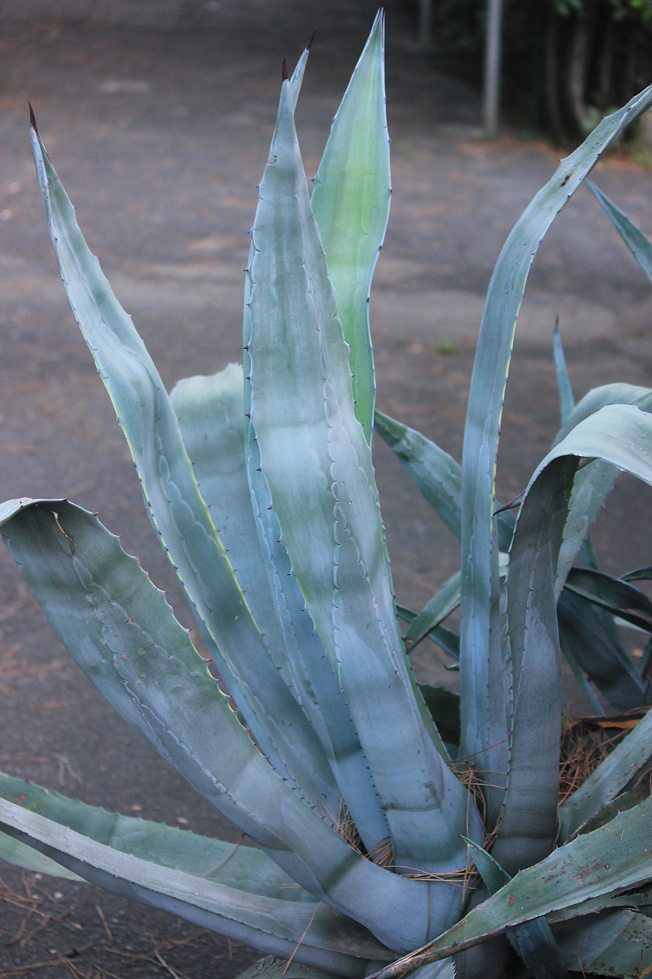 Изображение особи Agave americana.