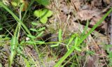 Vicia tetrasperma. Верхушка цветущего растения. Беларусь, г. Минск, мкр-н Сосны, обочина дороги рядом с участком хвойного леса. 22.07.2017.