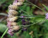 Saussurea amara. Отцветающее соцветие. Якутия, ГО г. Якутск, окр с. Ст. Табага, вершина сопки на границе леса. 02.08.2016.