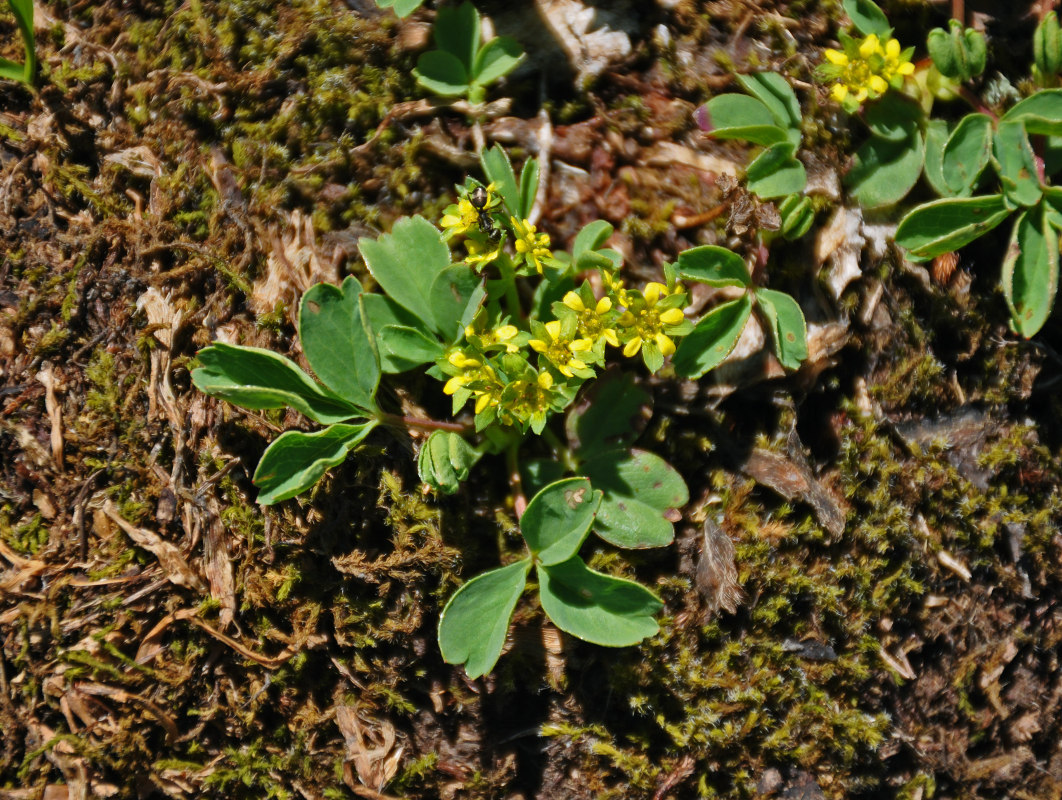 Image of Sibbaldia semiglabra specimen.