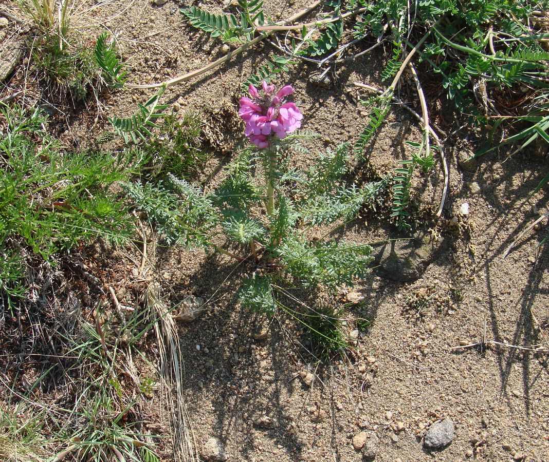 Изображение особи Pedicularis rubens.