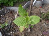 Viburnum lantana