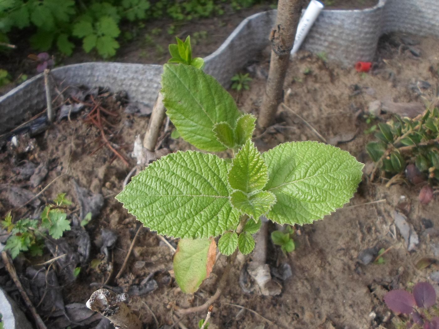 Image of Viburnum lantana specimen.