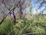 genus Tamarix