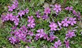 Phlox subulata