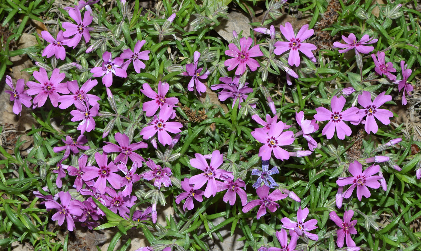 Изображение особи Phlox subulata.