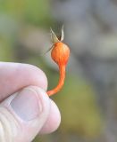 Rosa omeiensis форма pteracantha. Плод. Китай, Юньнань, национальный парк Пудацо (Potatso National Park), 22 км от г. Шангри-Ла, южный берег оз. Шуду, хвойный лес, ≈ 3400 м н.у.м. 29 октября 2016 г.