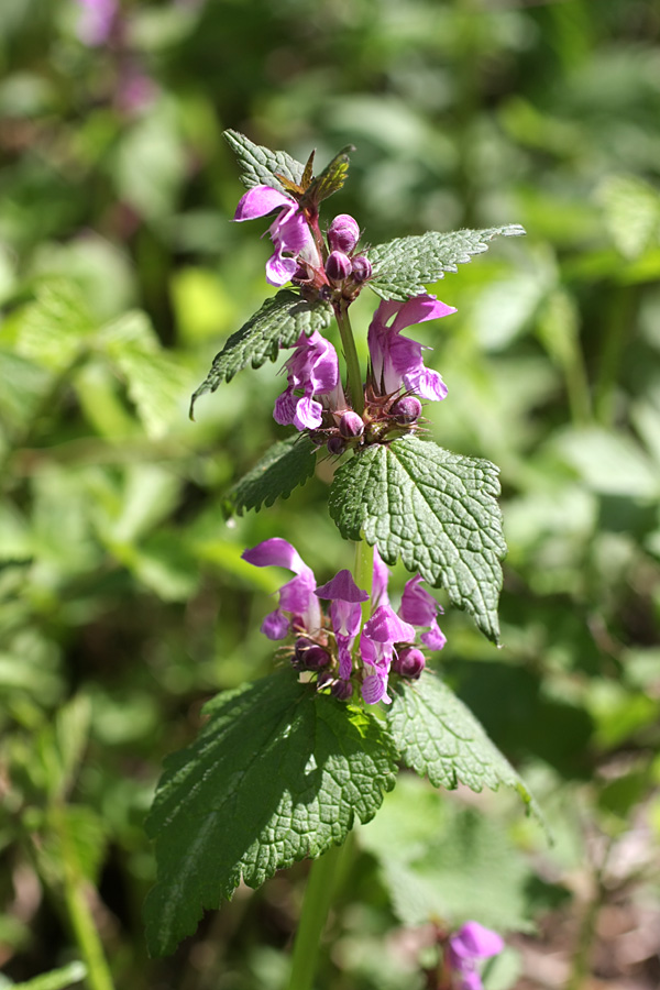 Изображение особи Lamium maculatum.