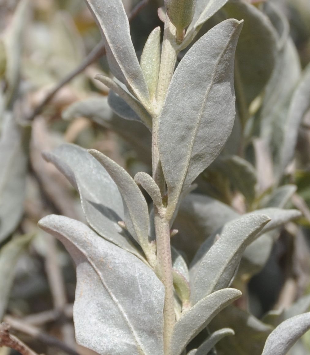 Image of Atriplex halimus specimen.