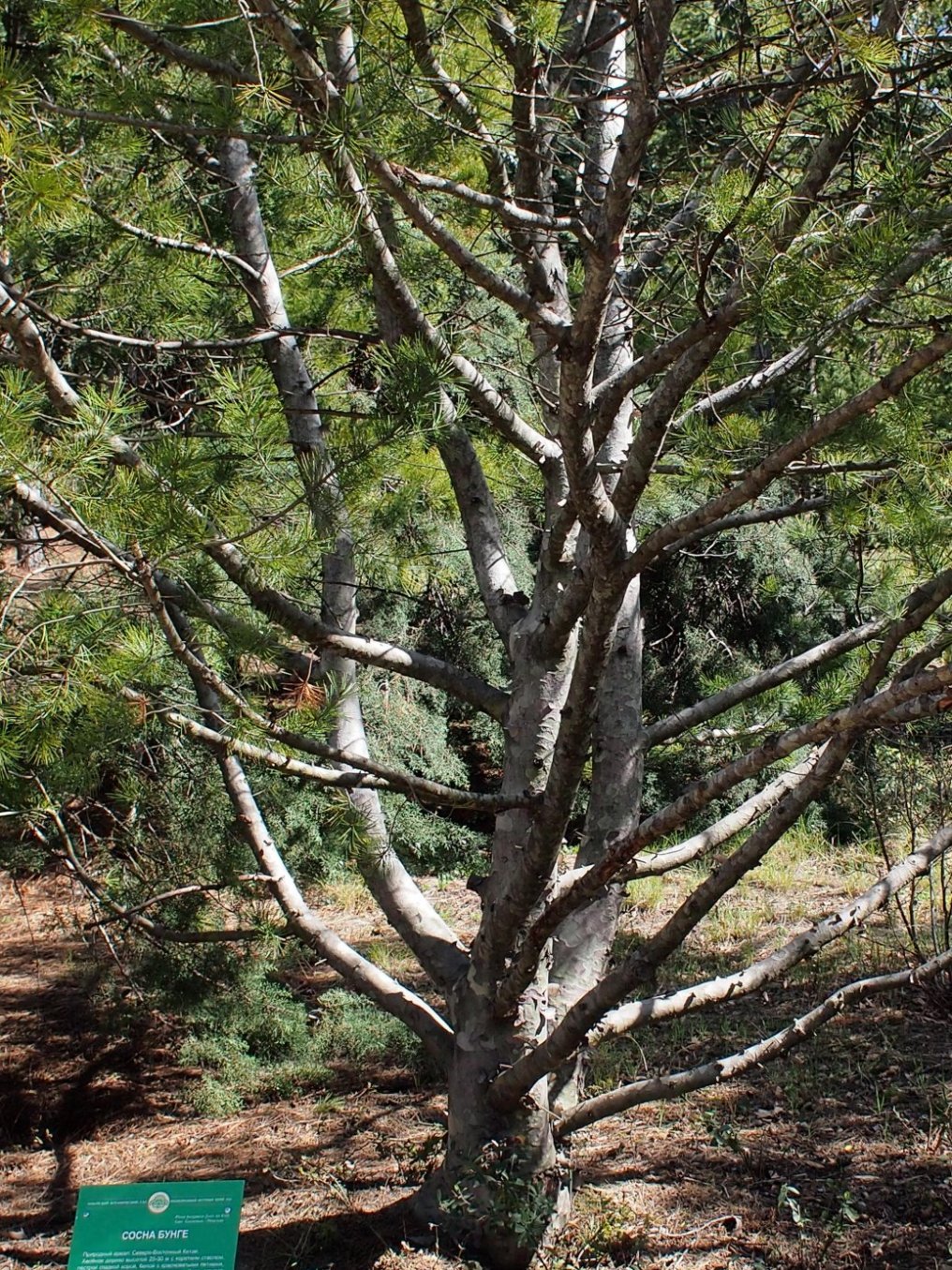 Изображение особи Pinus bungeana.