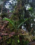 Plagiogyria egenolfioides. Взрослое растение. Малайзия, Камеронское нагорье, гора Ирау, ≈ 1900 м н.у.м., туманный (моховой) лес. 04.05.2017.