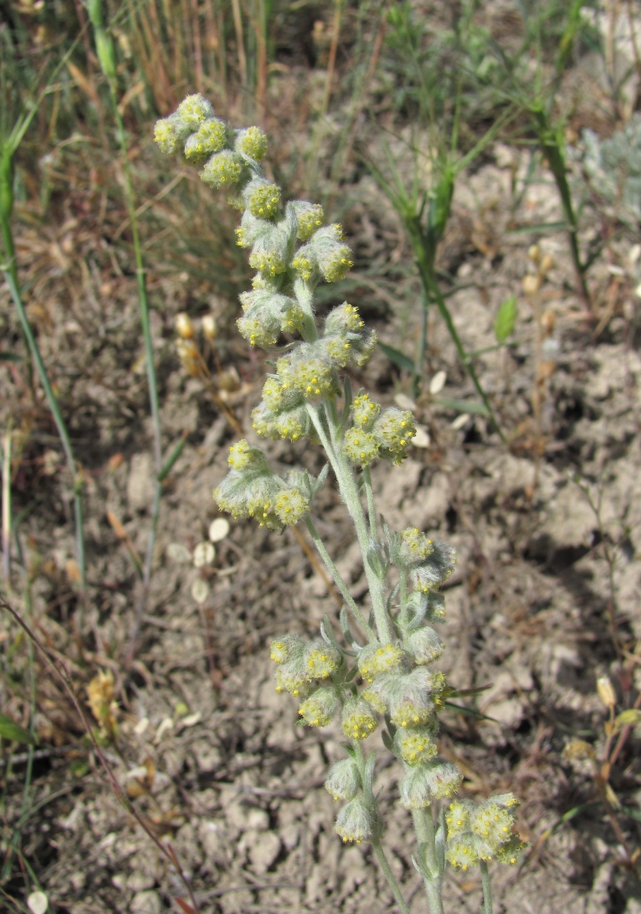 Изображение особи Artemisia caucasica.