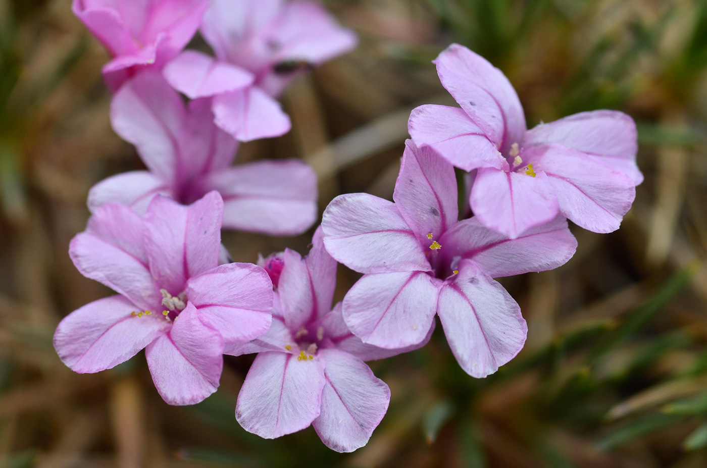 Изображение особи Acantholimon alatavicum.