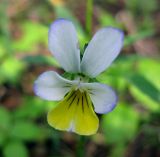 Viola tricolor. Цветок. Украина, Киевская обл., Вышгородский р-н, севернее с. Лебедевка, бор между Киевским водохранилищем и дренажным каналом. 23 мая 2010 г.