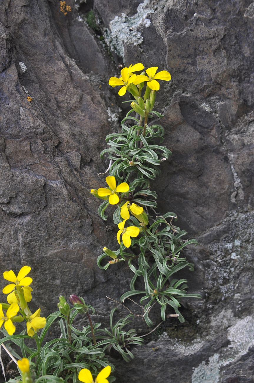 Image of genus Erysimum specimen.