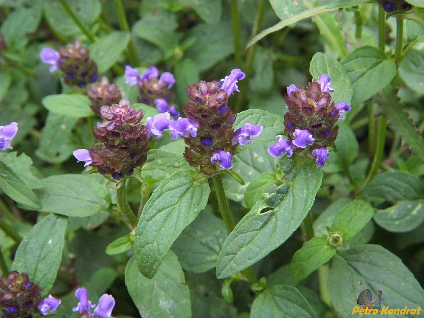 Изображение особи Prunella vulgaris.