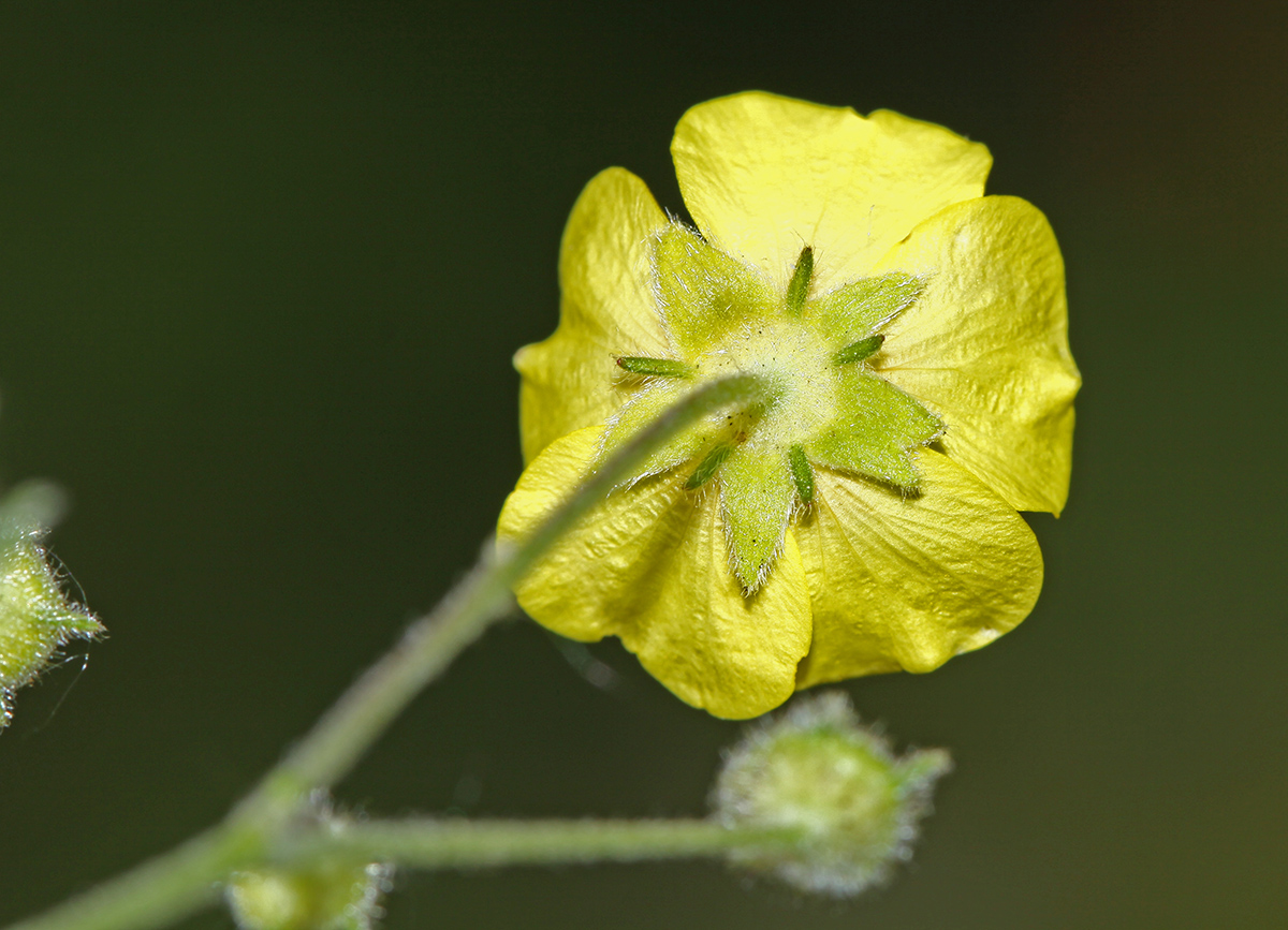 Image of Potentilla nivea specimen.