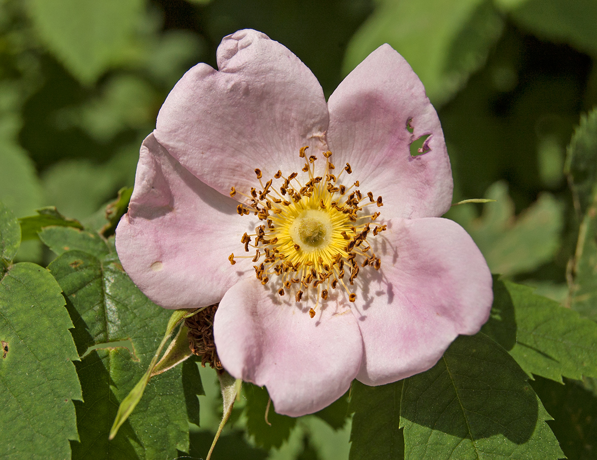 Изображение особи Rosa viarum.