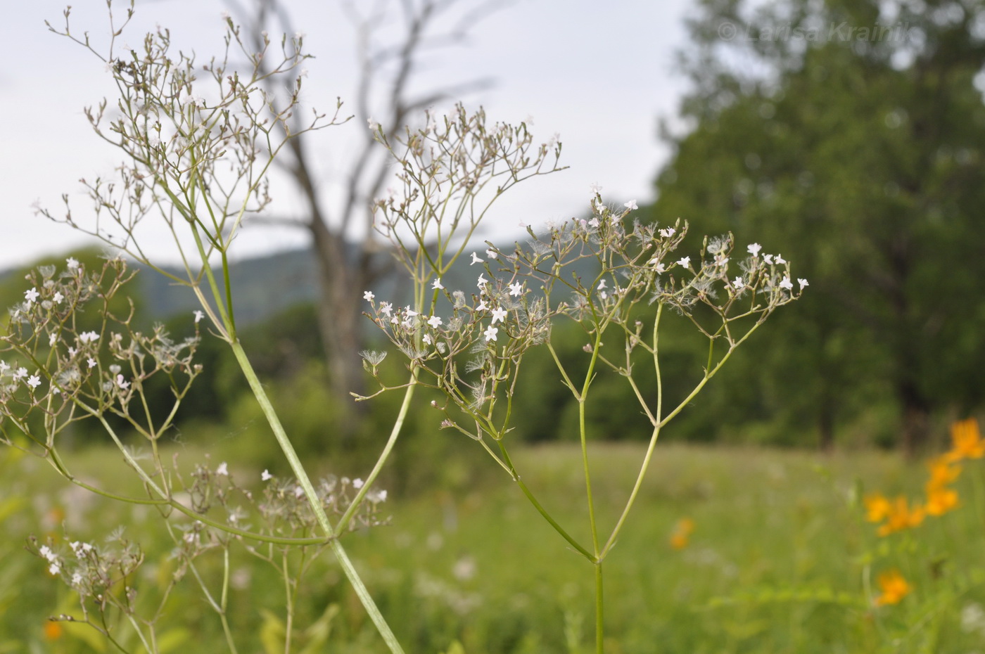 Image of Valeriana alternifolia specimen.