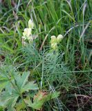 Aconitum confertiflorum