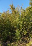 Cornus mas