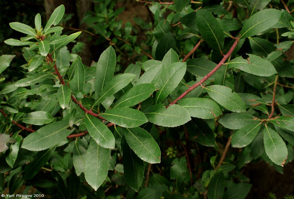 Image of Arbutus unedo specimen.