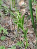 Cephalanthera longifolia. Зацветающее растение. Грузия, Боржоми-Харагаульский национальный парк, маршрут №1; гребень горного отрога, ≈ 1850 м н.у.м. 26.05.2018.