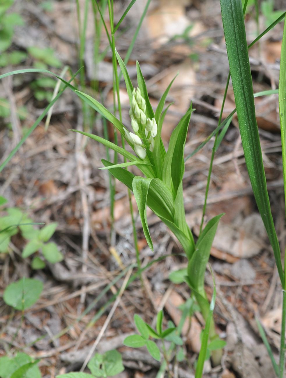 Image of Cephalanthera longifolia specimen.