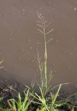 Eragrostis pilosa. Цветущее растение. Приморский край, о. Русский, обочина дороги, по краю лужи. 06.09.2018.
