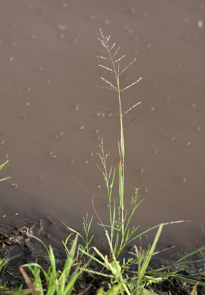 Изображение особи Eragrostis pilosa.