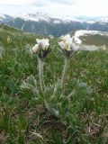 Anemonastrum crinitum