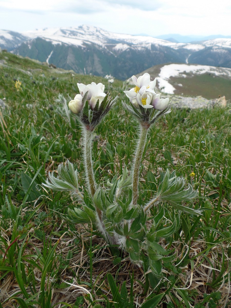 Изображение особи Anemonastrum crinitum.