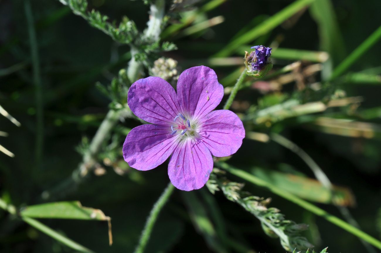 Изображение особи Geranium palustre.