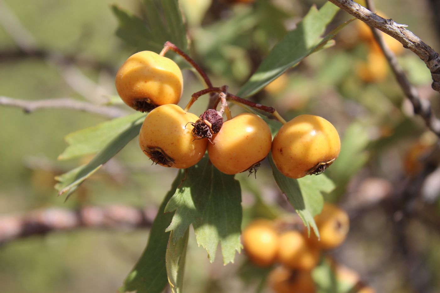 Изображение особи Crataegus pontica.