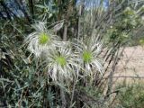 Clematis orientalis
