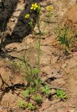 Ranunculus sceleratus. Цветущее растение. Окрестности Архангельска, берег ручья. 9 июня 2010 г.