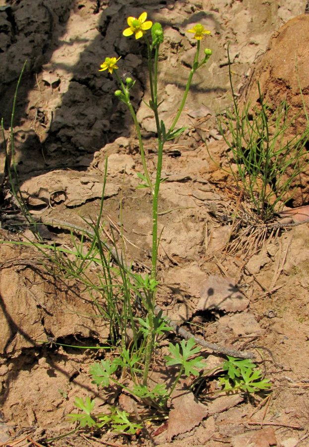 Image of Ranunculus sceleratus specimen.