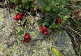 Vaccinium vitis-idaea