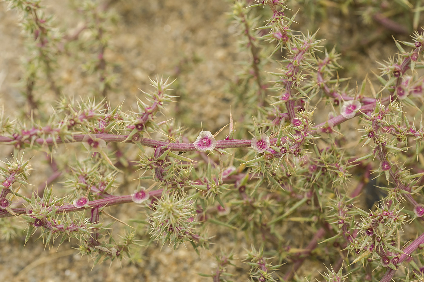 Image of Salsola paulsenii specimen.