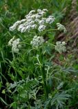 Pleurospermum uralense