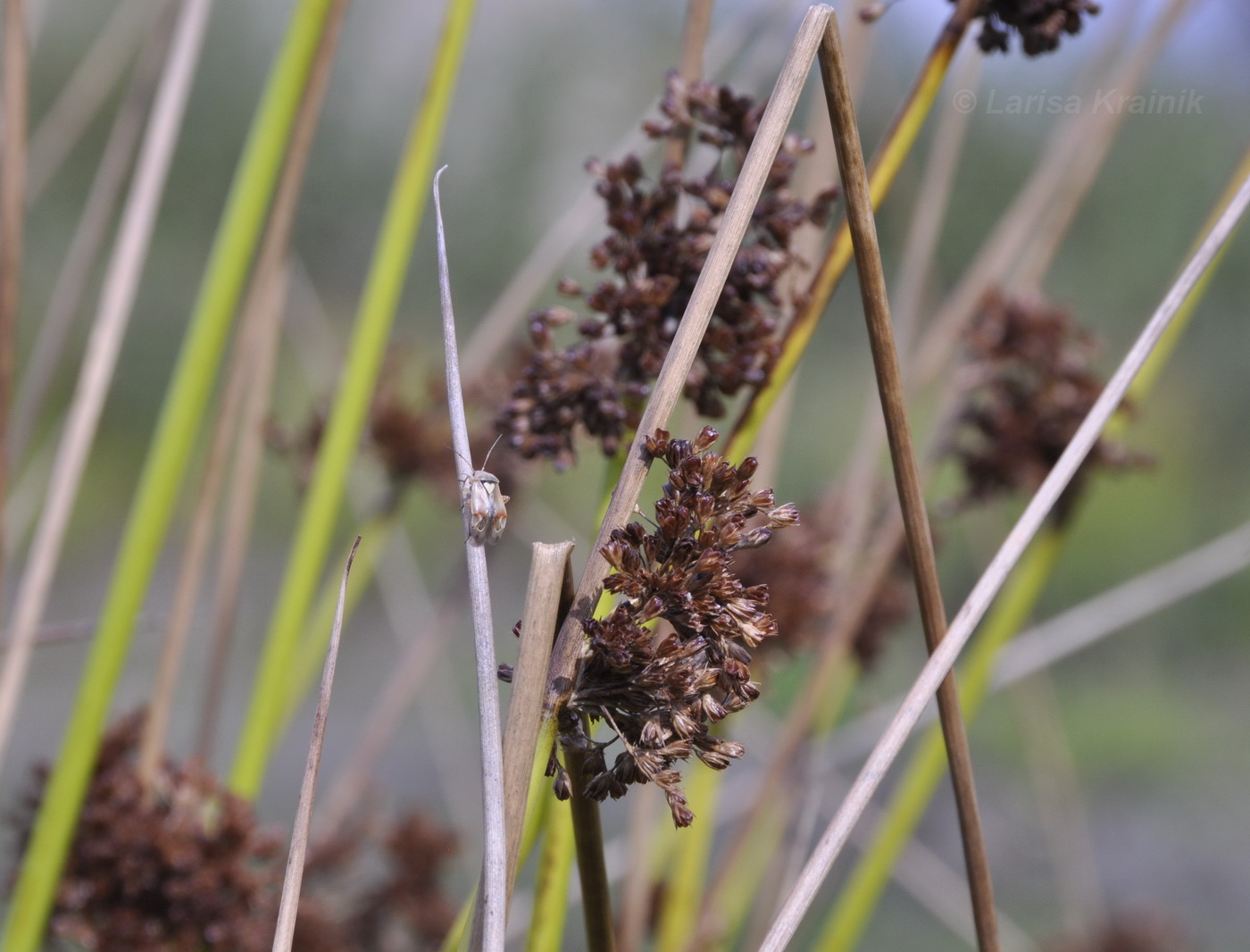 Image of Juncus effusus specimen.