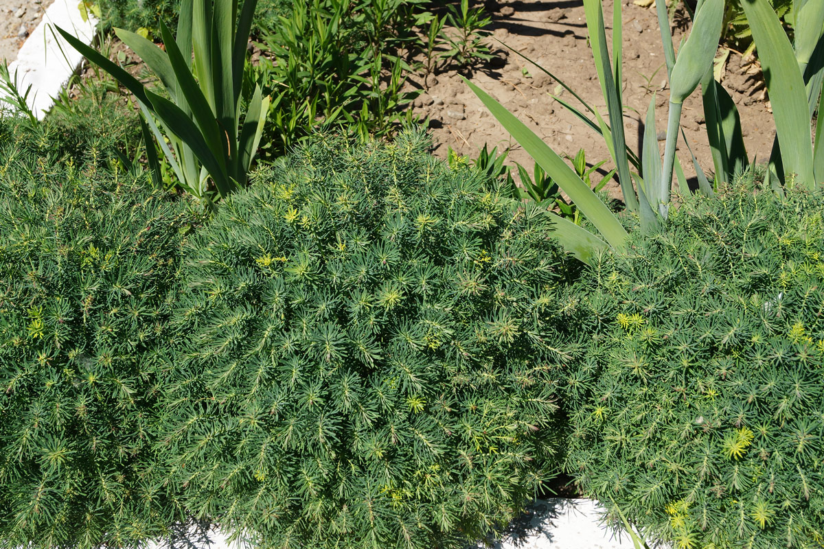 Image of Euphorbia cyparissias specimen.