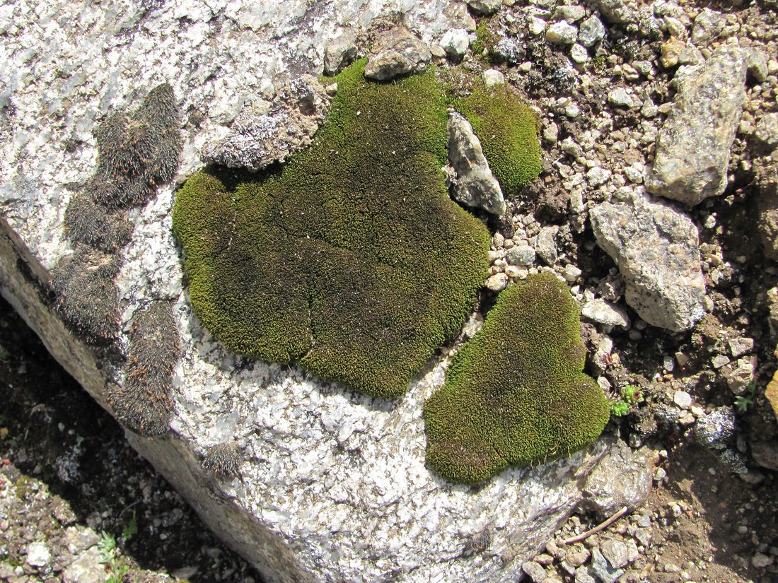 Image of class Bryopsida specimen.