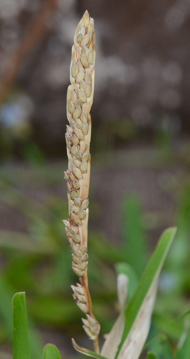 Изображение особи Stenotaphrum dimidiatum.