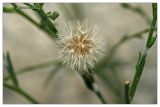 Symphyotrichum graminifolium. Соплодие. Республика Абхазия, г. Сухум. 20.08.2009.