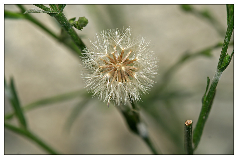 Image of Symphyotrichum graminifolium specimen.