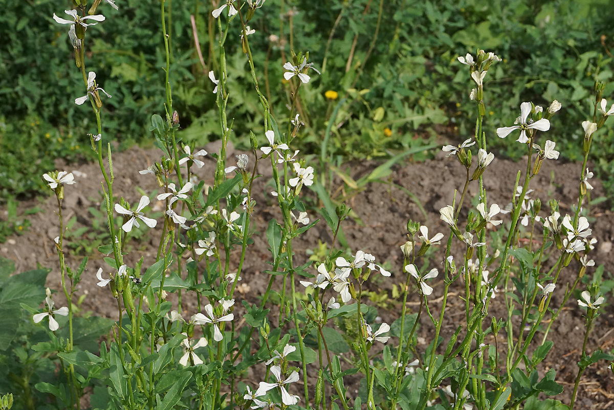 Изображение особи Eruca sativa.