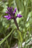 Dactylorhiza russowii