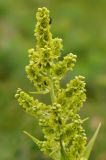 Veratrum lobelianum