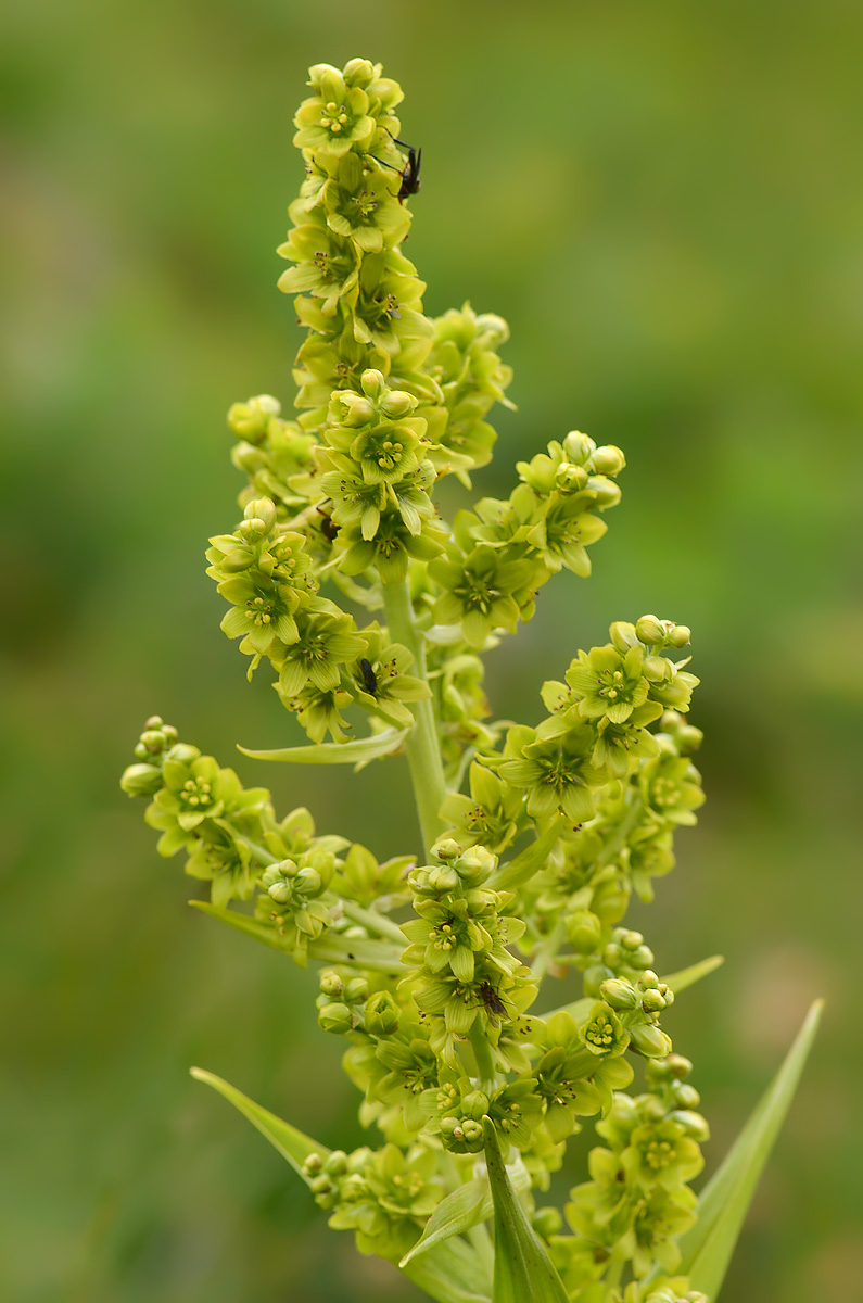 Изображение особи Veratrum lobelianum.